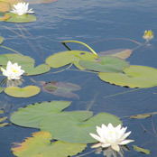 Mindfulness Practice – Awareness of Physical Actions