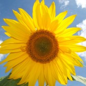 Mindfulness Practice – Awareness of Thoughts
