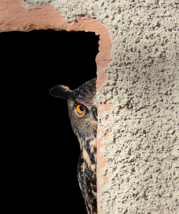 an owl looking curious