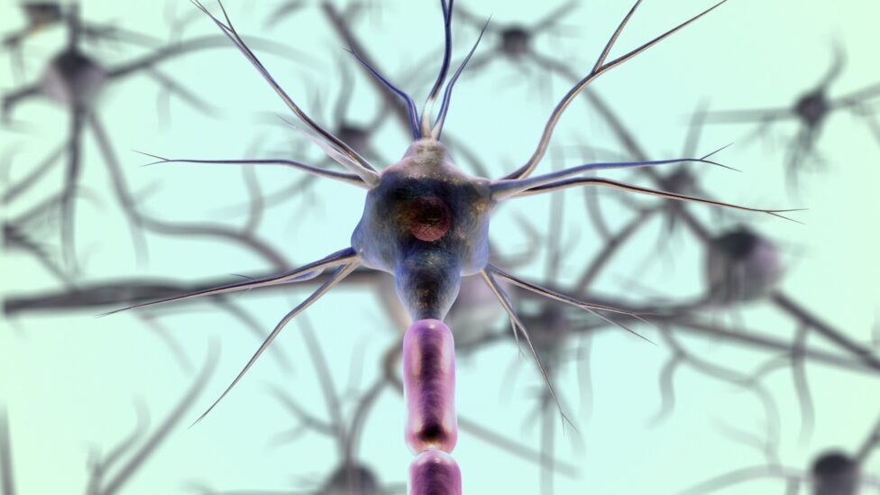 Neural pathways