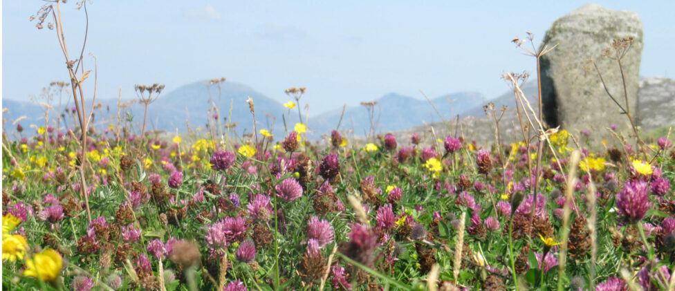 The summer machair flowers 
