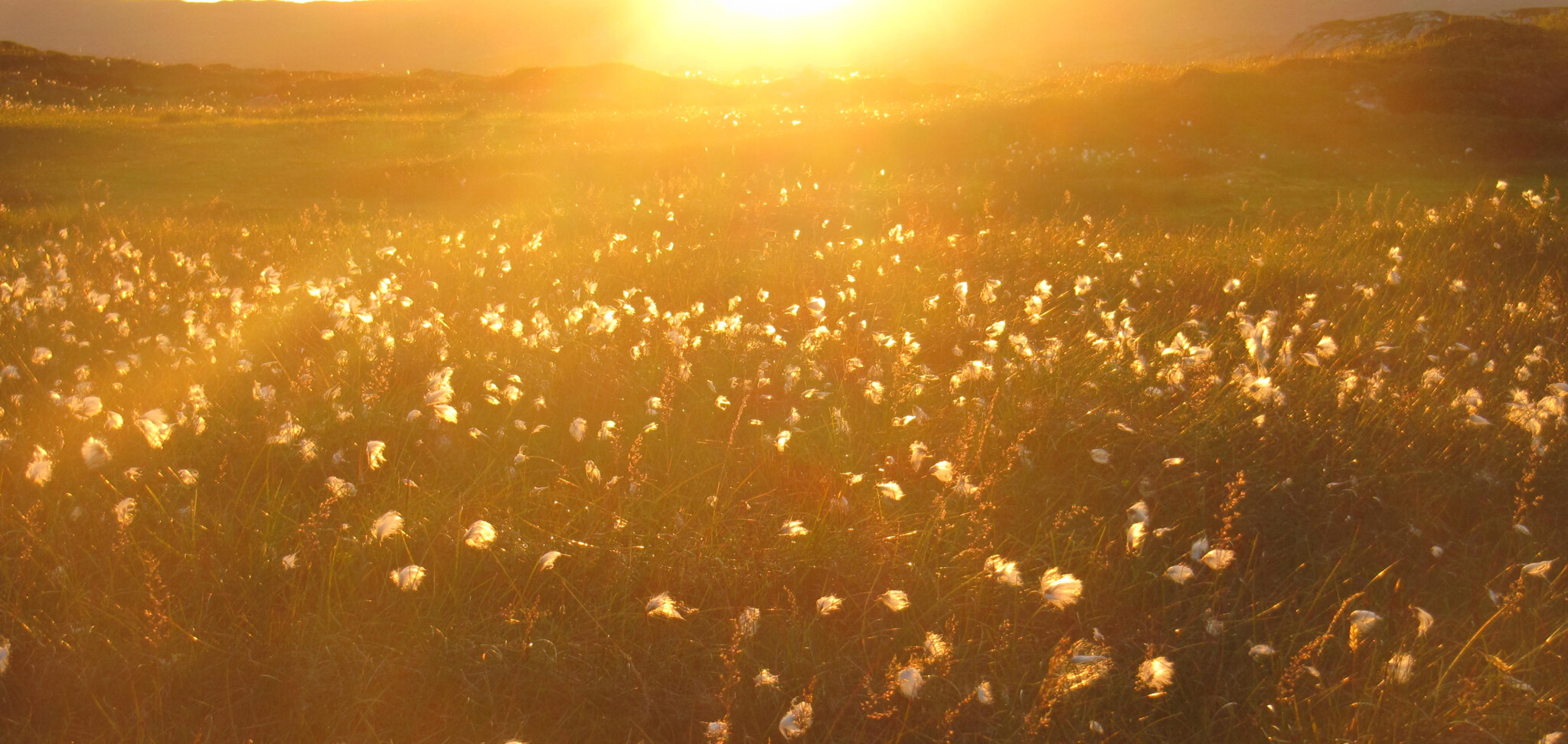 Golden marsh grass in the sunset
