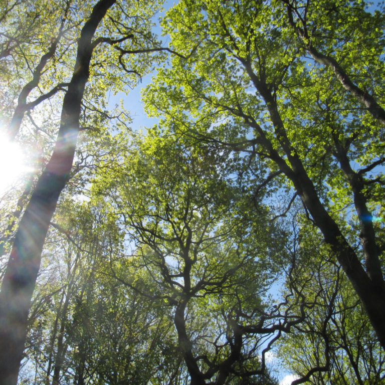22nd October : Pranayama – The Vasishta Method