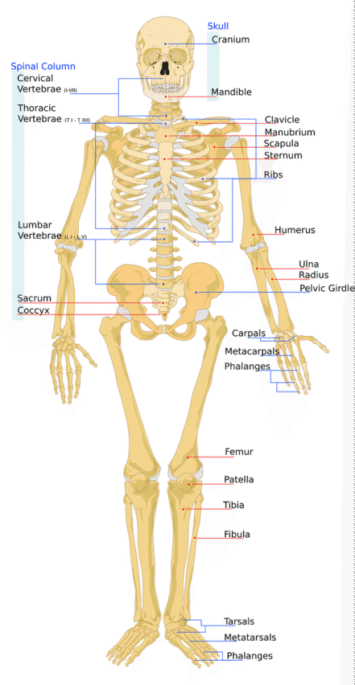 skeleton with bones listed